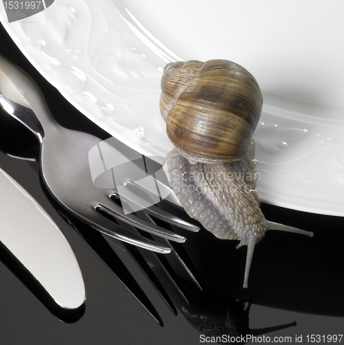 Image of grapevine snail creeping on dinnerware
