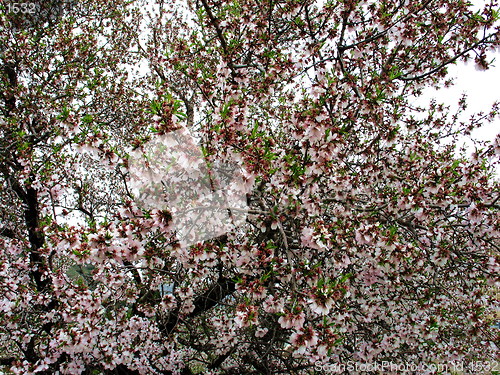 Image of Blossoming almond tree