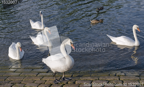 Image of swans and ducks riverside