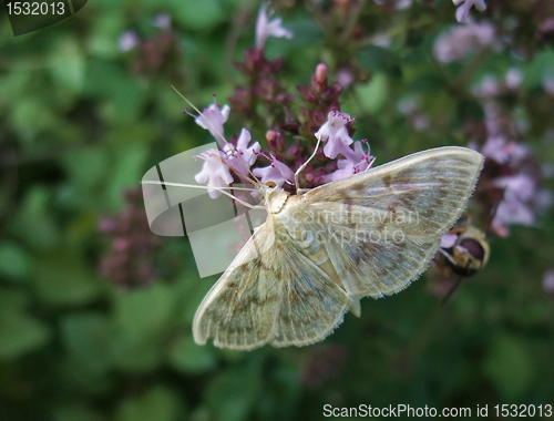 Image of pastel colored small butterfly