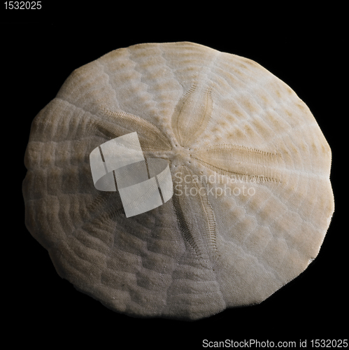 Image of sanddollar closeup