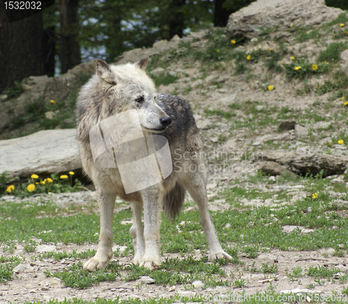 Image of Gray Wolf in natural ambiance