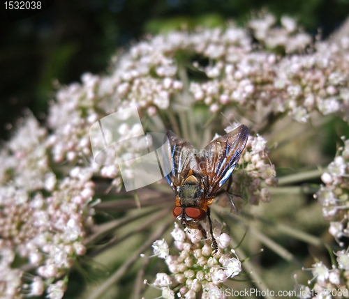 Image of Diptera fly at summer time