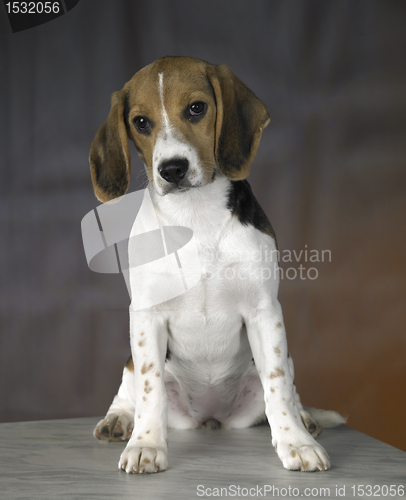 Image of young dog portrait