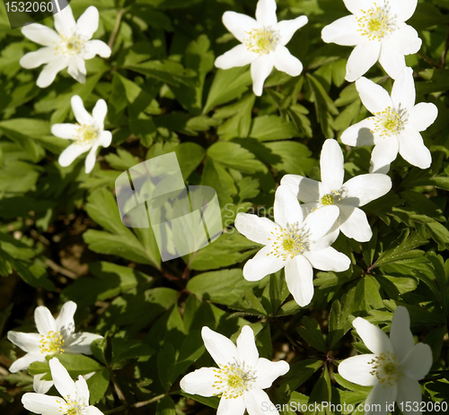 Image of windflower closeup