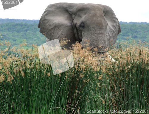 Image of Elephant in high grass