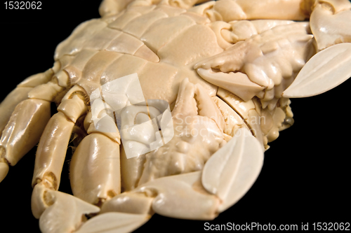 Image of detail of a moon crab