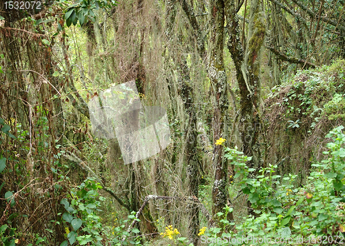 Image of jungle vegetation around Mount Muhabura