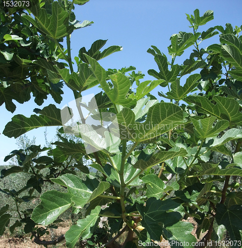 Image of fig tree detail