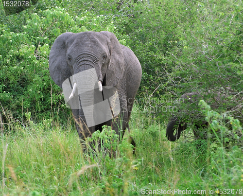 Image of Elephants in Uganda