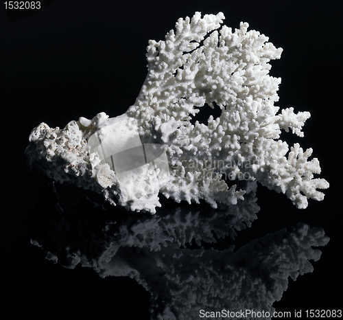 Image of white coral