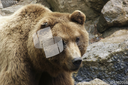 Image of Brown Bear in stony back