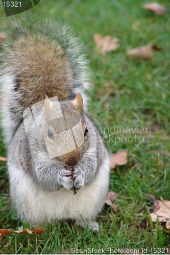 Image of SQUIRREL