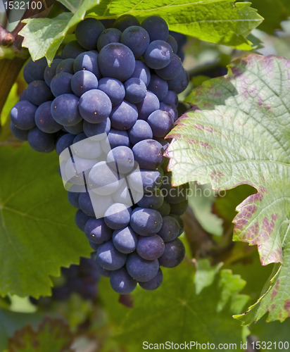 Image of bunch of red grapes