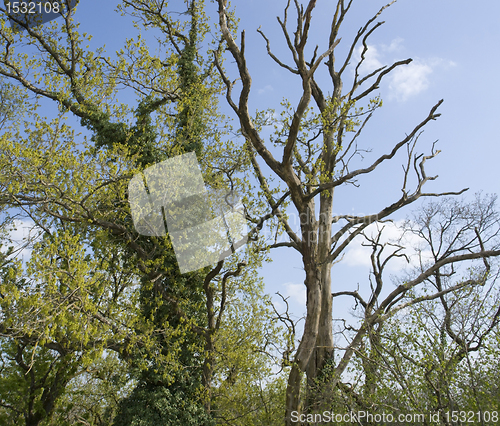 Image of dead and overgrown tree at summer time