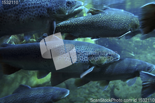 Image of swarm of Trouts