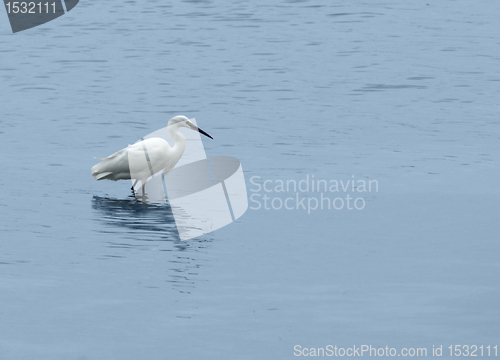 Image of egret in wet ambiance
