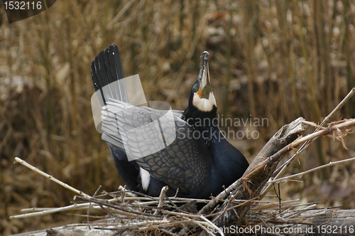 Image of nesting Great Cormorant in natural back