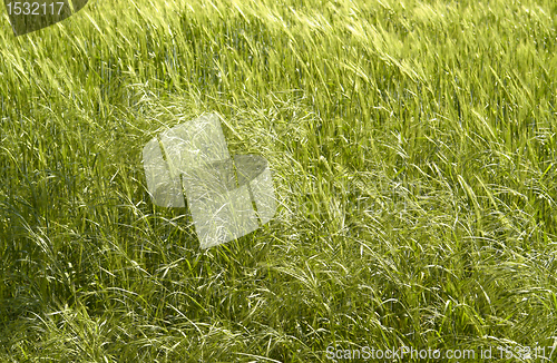 Image of green grassland detail