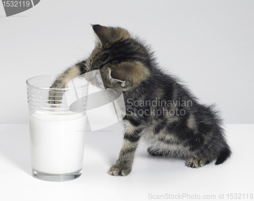 Image of kitten fishing for milk