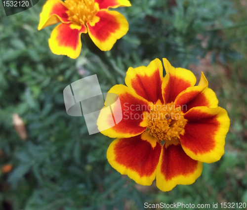 Image of bicolored flowers