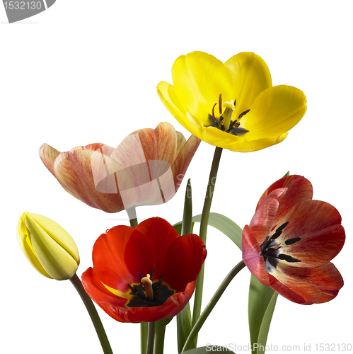 Image of tulip flowers in white back