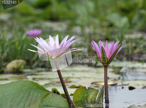 Image of Water Lily at Lake Victoria