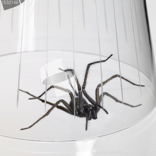 Image of caught spider under a glass bowl