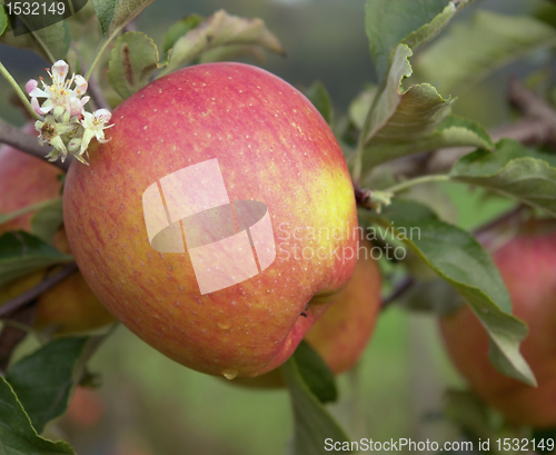 Image of red apple at branch