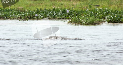 Image of crocodile in the river Nile