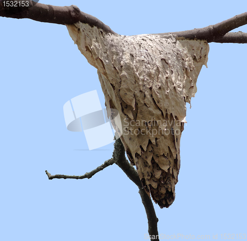 Image of vespiary on bough