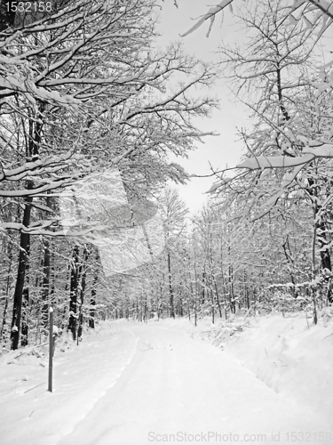 Image of winter forest