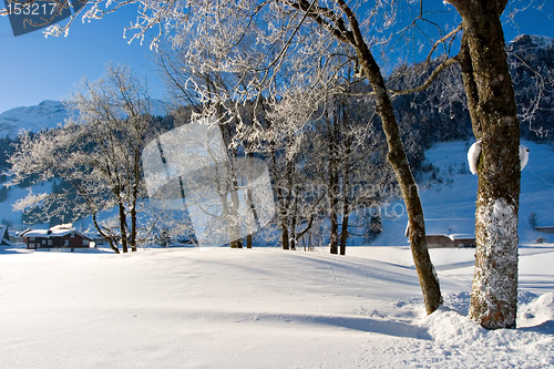 Image of Winter Morning