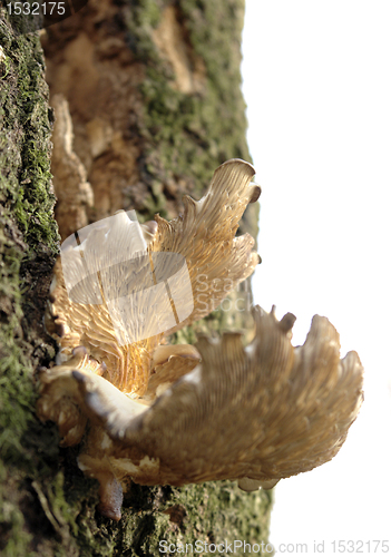 Image of mushroom on tree stem