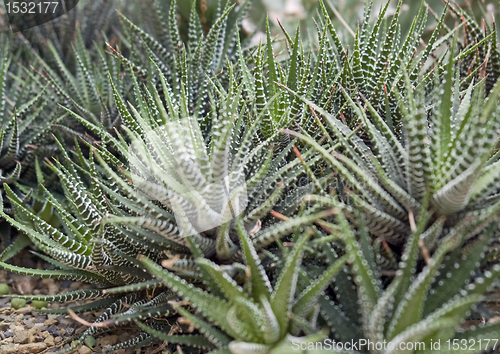 Image of succulent plants