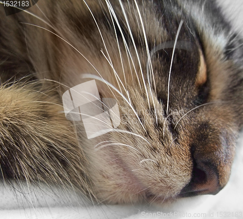 Image of sleeping cat portrait