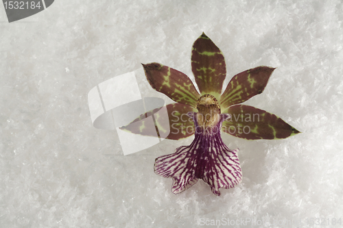 Image of snow orchid