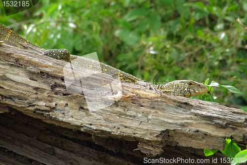 Image of lizard sitting on a piece of wood