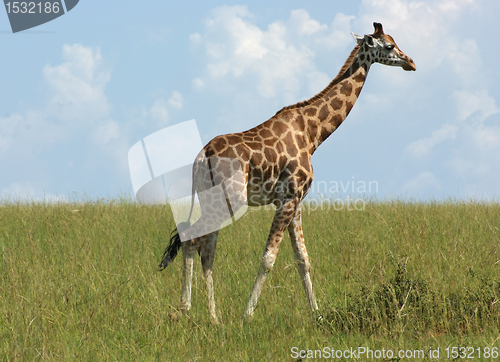 Image of Giraffe in Africa