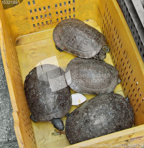 Image of turtles in a box