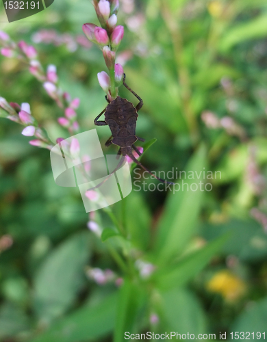 Image of brown bug in natural back