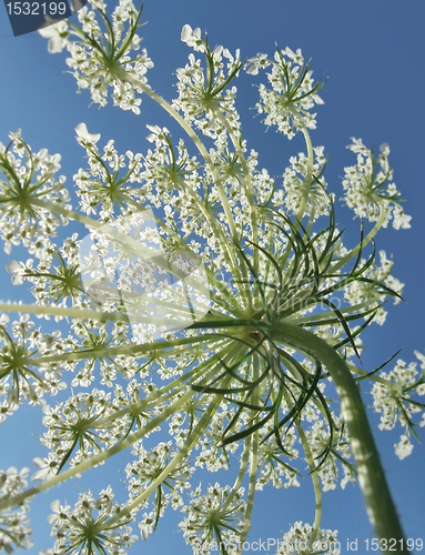 Image of sunny wild carrot blossom