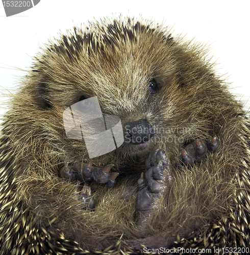 Image of rolled-up hedgehog portrait