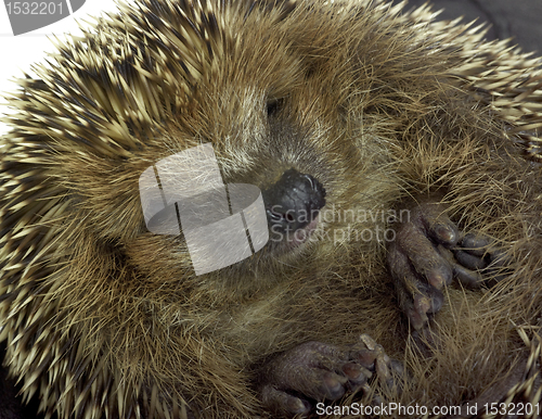 Image of rolled-up hedgehog portrait