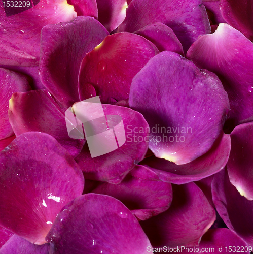 Image of wet violet rose petals