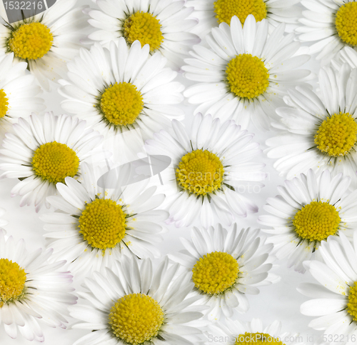 Image of floral daisy flower background