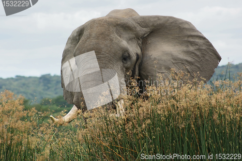 Image of Elephant in high grass