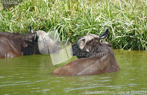 Image of African Buffalos waterside