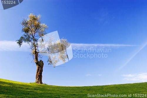 Image of Tree