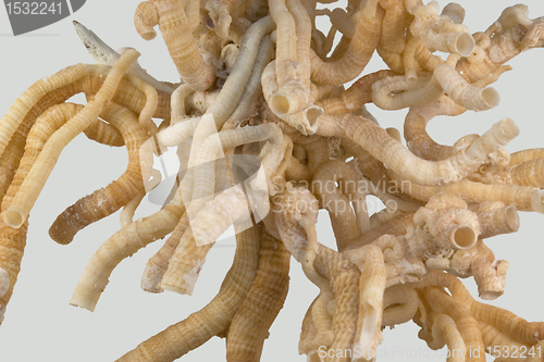 Image of serpulid worm tubes